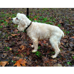 Ищет дом американский кокер-спаниель Тоша