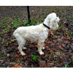 Ищет дом американский кокер-спаниель Тоша