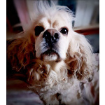 Ищет дом американский кокер-спаниель Тоша