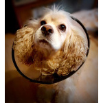 Ищет дом американский кокер-спаниель Тоша