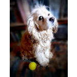 Ищет дом американский кокер-спаниель Тоша