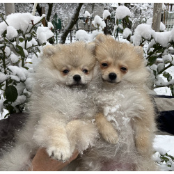 Две девочки ищут хозяев