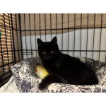 6 мес черная красавица Багира ищет дом!