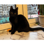 6 мес черная красавица Багира ищет дом!