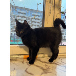 6 мес черная красавица Багира ищет дом!