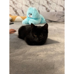 6 мес черная красавица Багира ищет дом!