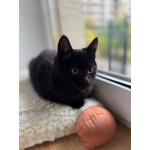 6 мес черная красавица Багира ищет дом!