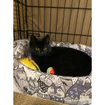 6 мес черная красавица Багира ищет дом!