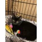 6 мес черная красавица Багира ищет дом!