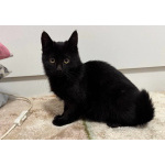 6 мес черная красавица Багира ищет дом!