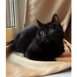 6 мес черная красавица Багира ищет дом!