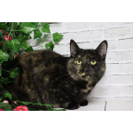 Вета ищет дом и любящую семью