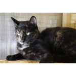 Вета ищет дом и любящую семью