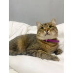 Ласковый малыш МурАмур ищет любящую семью!