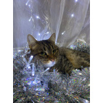 Ласковый малыш МурАмур ищет любящую семью!