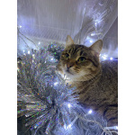 Ласковый малыш МурАмур ищет любящую семью!