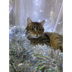 Ласковый малыш МурАмур ищет любящую семью!