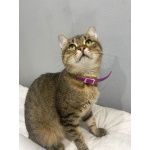 Ласковый малыш МурАмур ищет любящую семью!