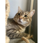 Ласковый малыш МурАмур ищет любящую семью!