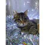 Ласковый малыш МурАмур ищет любящую семью!