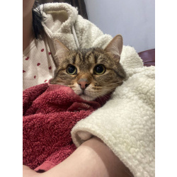 Ласковый малыш МурАмур ищет любящую семью!