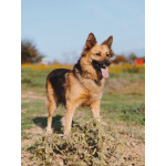 Домашняя миниатюрная собачка Леди, идеальный компаньон ищет дом