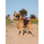 Домашняя миниатюрная собачка Леди, идеальный компаньон ищет дом