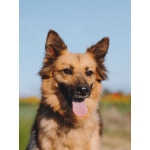 Домашняя миниатюрная собачка Леди, идеальный компаньон ищет дом