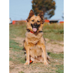 Домашняя миниатюрная собачка Леди, идеальный компаньон ищет дом