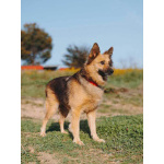 Домашняя миниатюрная собачка Леди, идеальный компаньон ищет дом