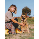 Домашняя миниатюрная собачка Леди, идеальный компаньон ищет дом