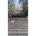 Щенок басенджи 11 месяцев