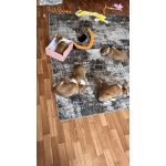 Щенок басенджи 11 месяцев