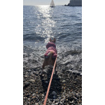 Щенок басенджи 11 месяцев