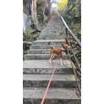 Щенок басенджи 11 месяцев