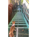 Щенок басенджи 11 месяцев