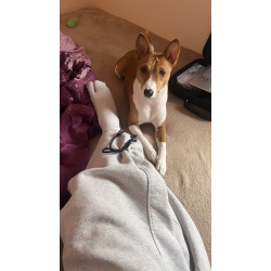 Щенок басенджи 11 месяцев