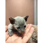 Котята породы Корниш-рекс редких окрасов