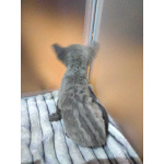 Котята породы Корниш-рекс редких окрасов