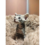 Котята породы Корниш-рекс редких окрасов