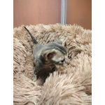 Котята породы Корниш-рекс редких окрасов