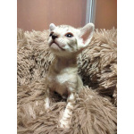 Котята породы Корниш-рекс редких окрасов