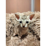 Котята породы Корниш-рекс редких окрасов