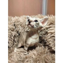 Котята породы Корниш-рекс редких окрасов