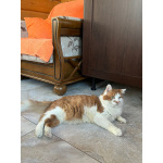 Харизматичный чеширский кот ищет дом