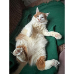 Харизматичный чеширский кот ищет дом