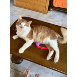 Харизматичный чеширский кот ищет дом