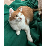 Харизматичный чеширский кот ищет дом