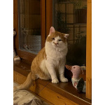 Харизматичный чеширский кот ищет дом