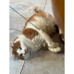 Харизматичный чеширский кот ищет дом